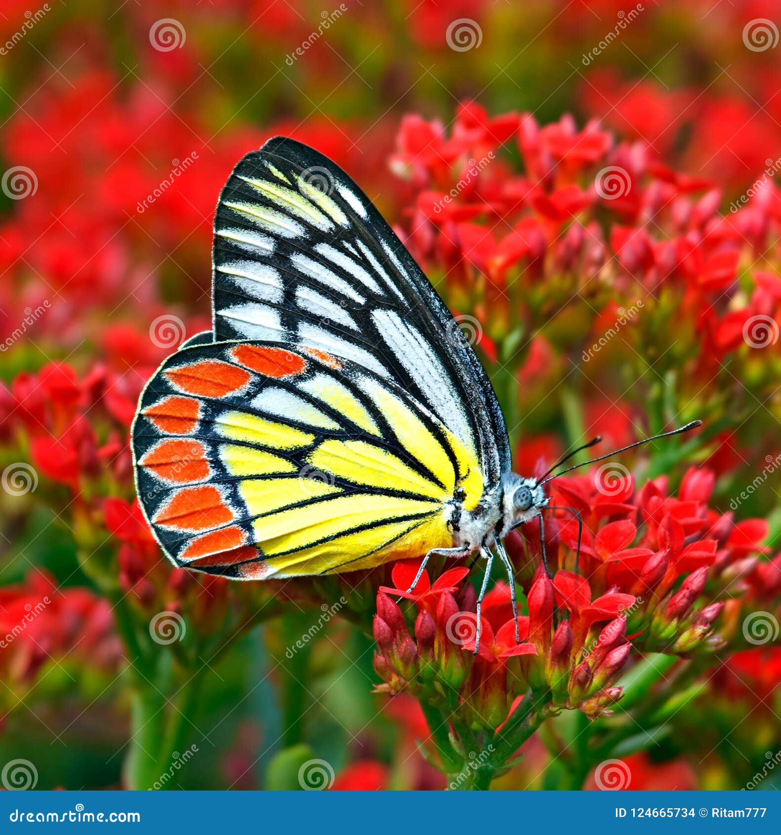 butterfly common jezebel or delias eucharis among red flowers