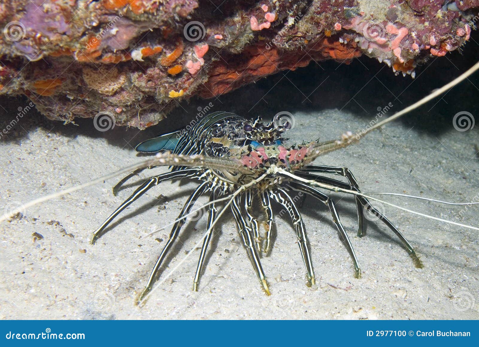 Painted Crayfish Or Rock Lobster, Lat. Panulirus Versicolor Crustacean