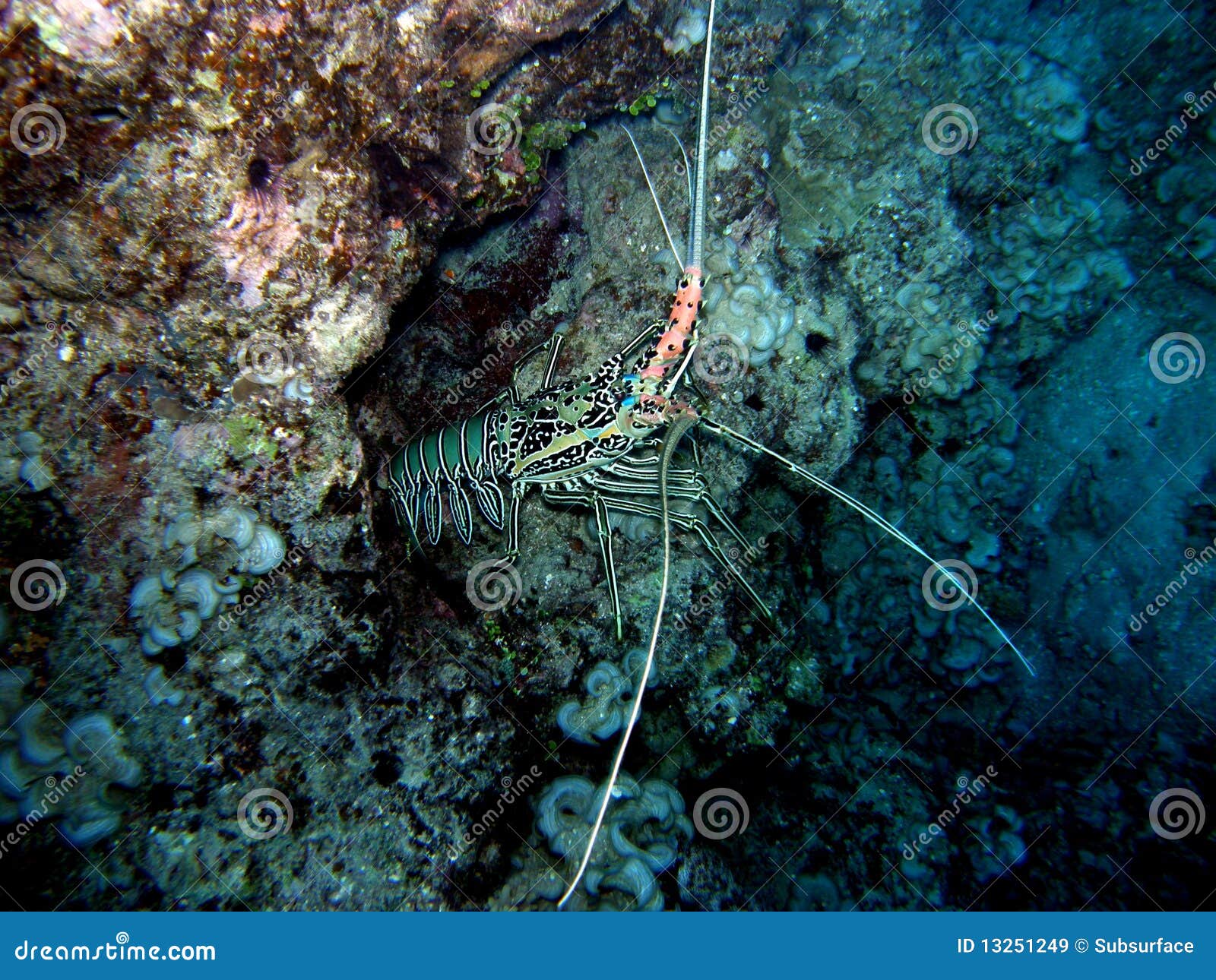 Painted Crayfish Or Rock Lobster, Lat. Panulirus Versicolor Crustaceans
