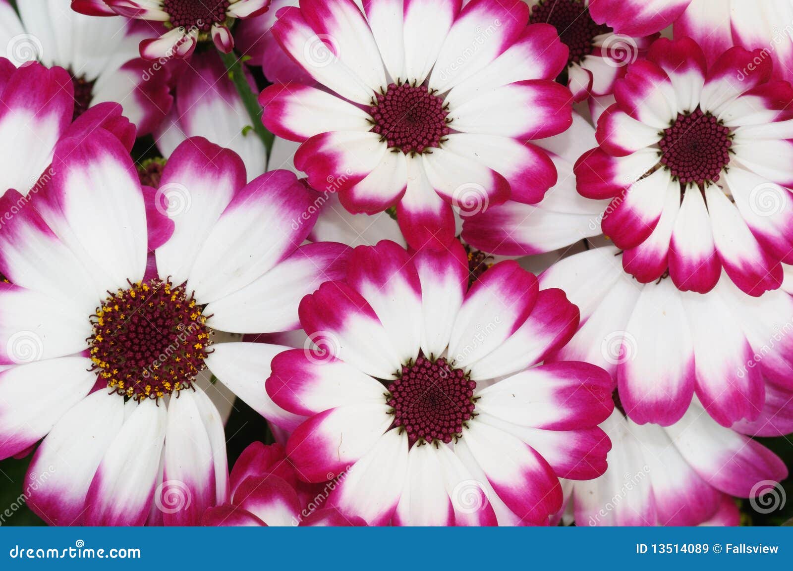 Red Painted Daisies Flowers, Latin Name Tanacetum Coccineum Or
