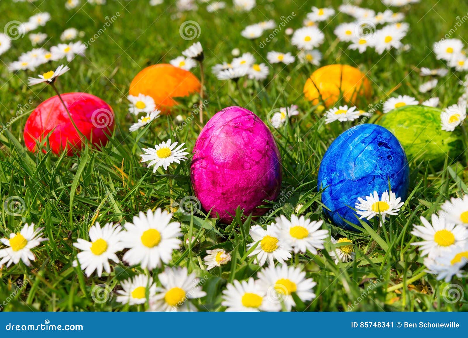 Painted Easter Eggs in Grass with Daisies Stock Image Image of