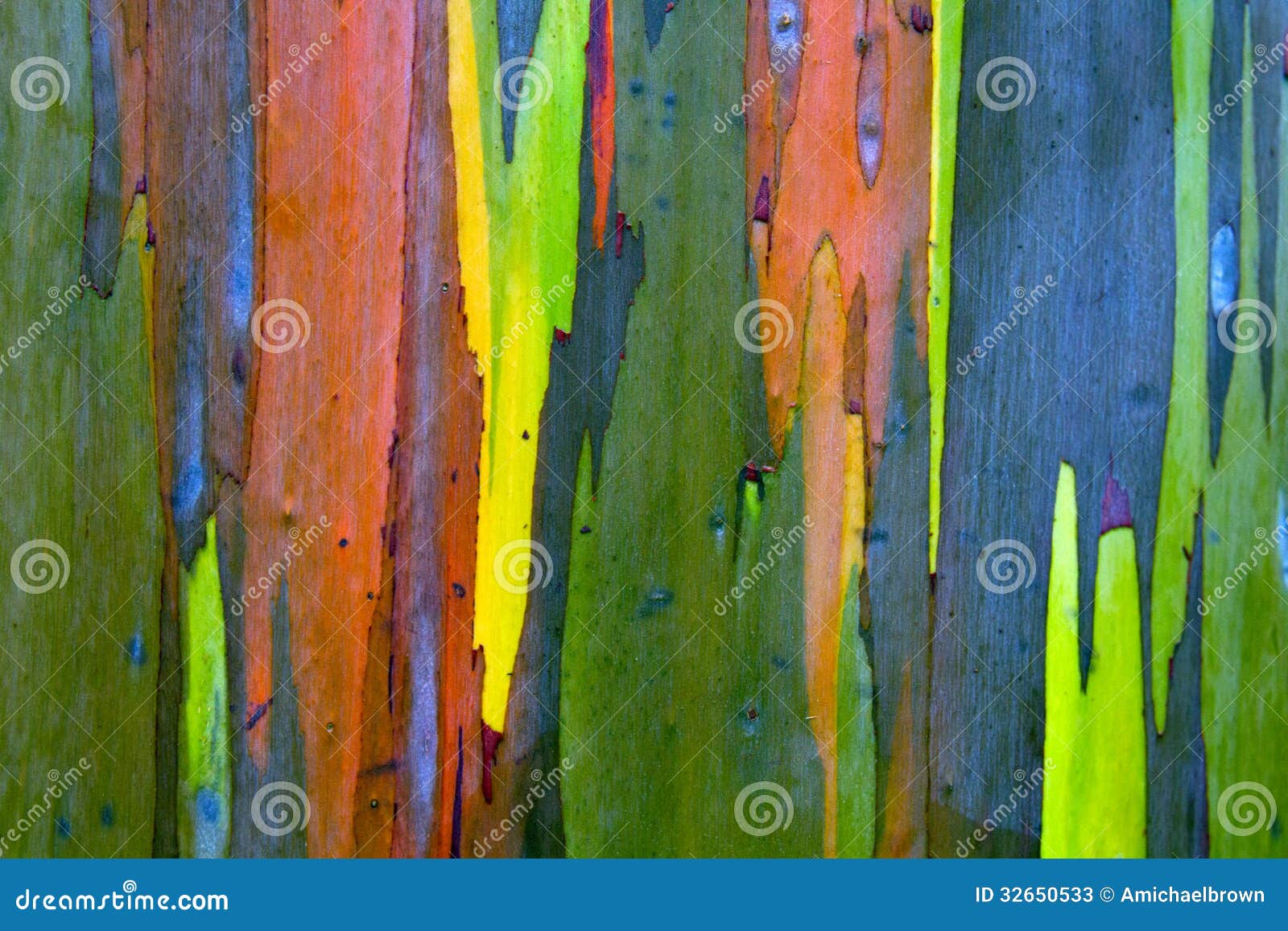 Rainbow Painted Eucalyptus (Gum) Tree Bark Background Stock Image