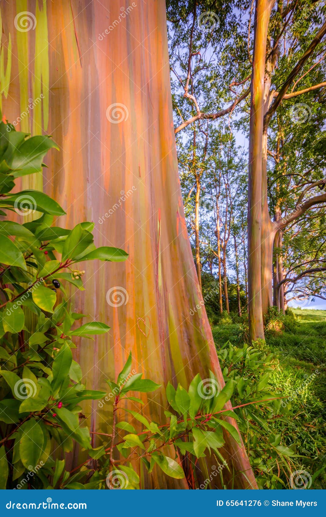 Painted Eucalyptus Tree in Maui Stock Photo Image of ocean, earthy