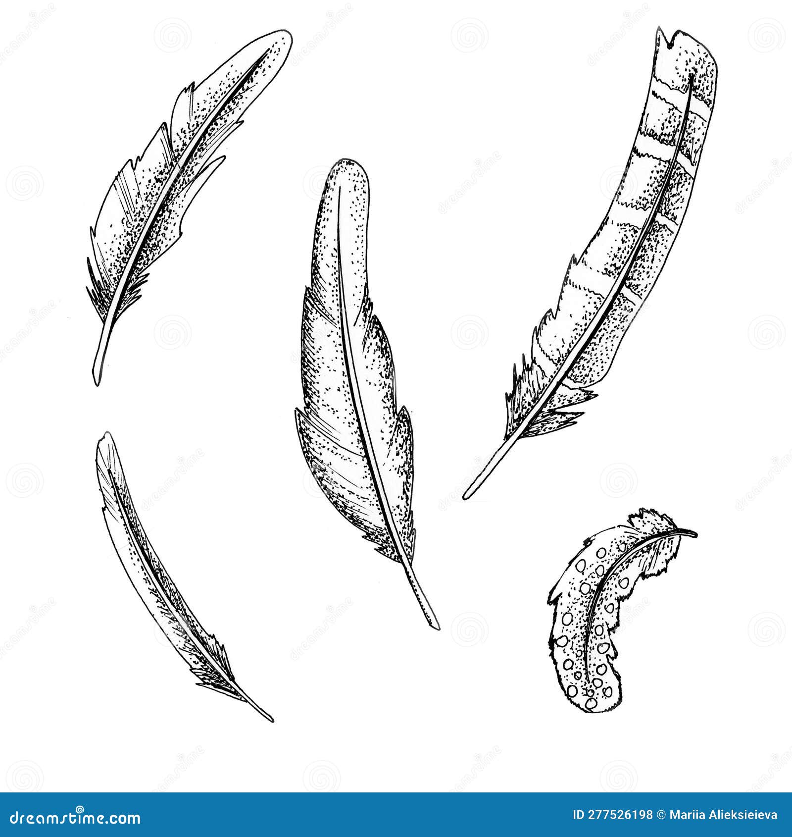 Painted Feathers, Black and White Feathers. Stock Illustration