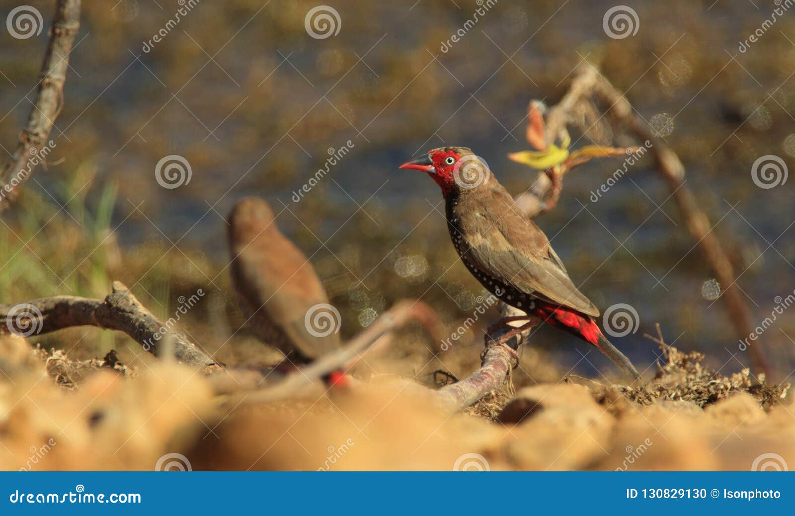 painted finch by outback lagoon