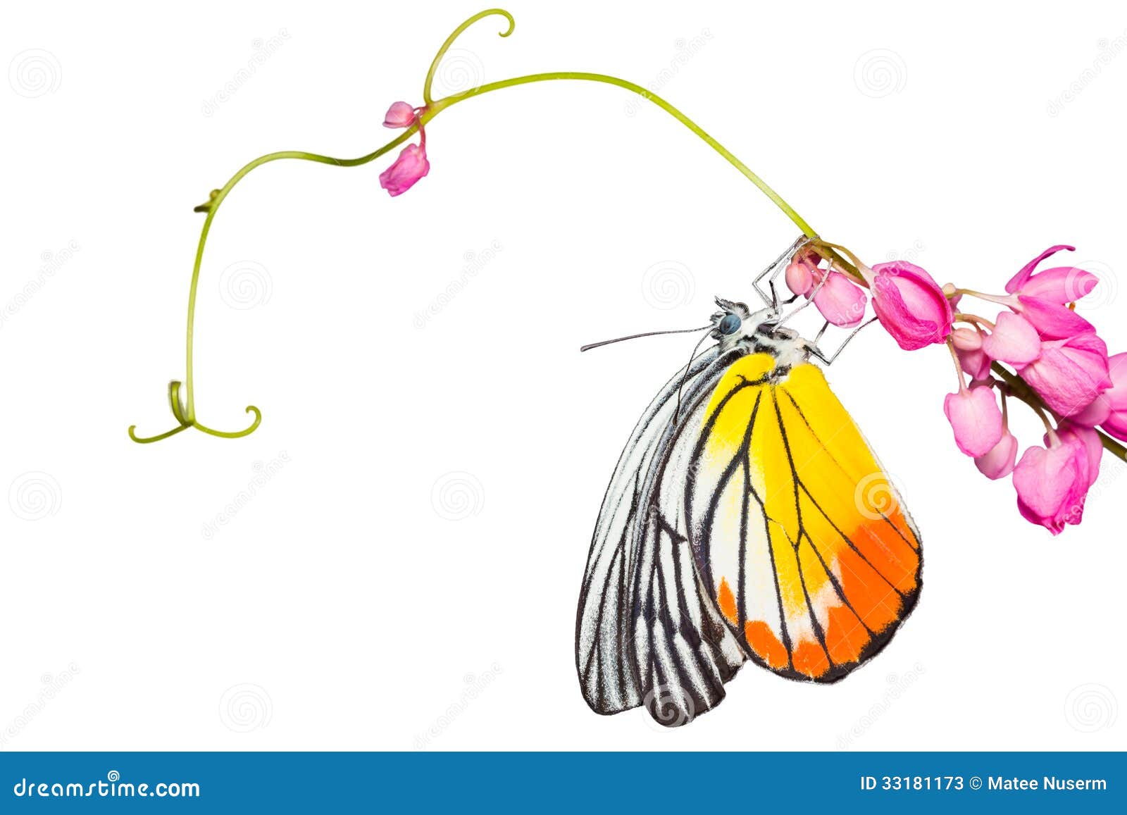 painted jezebel butterfly