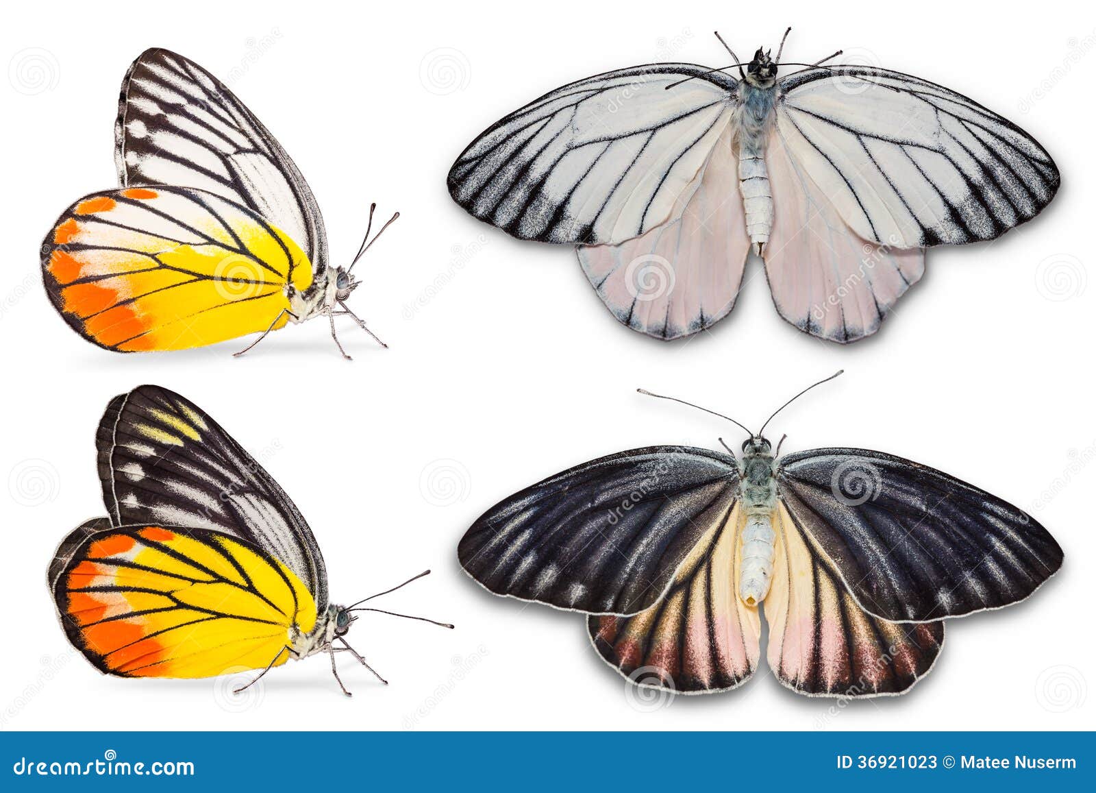 painted jezebel butterfly