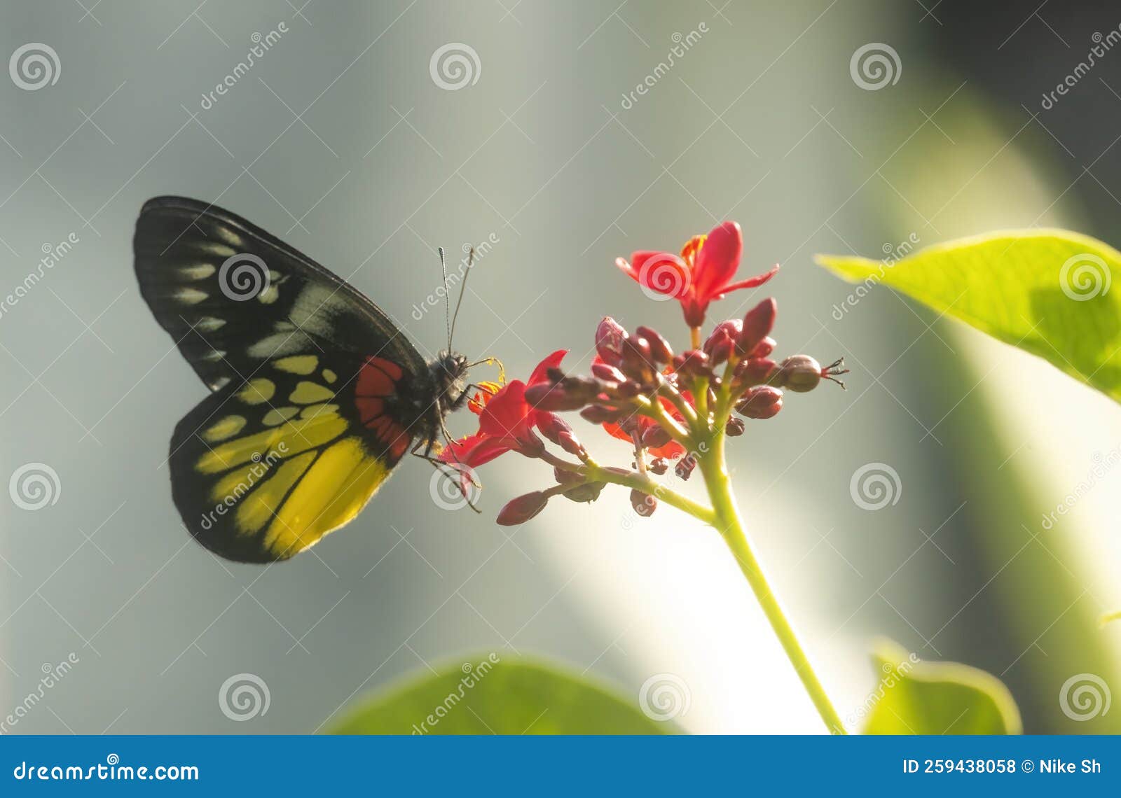 painted jezebel butterfly on a flower
