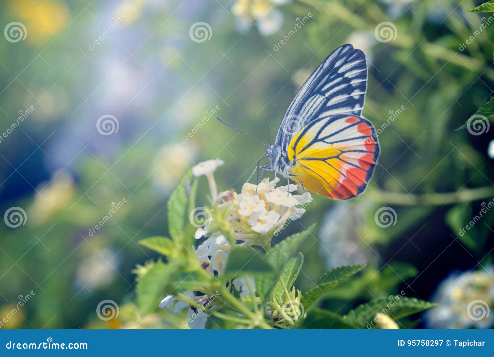 Painted Jezebel Butterfly And Flowers Stock Image Image Of Painted Green 95750297