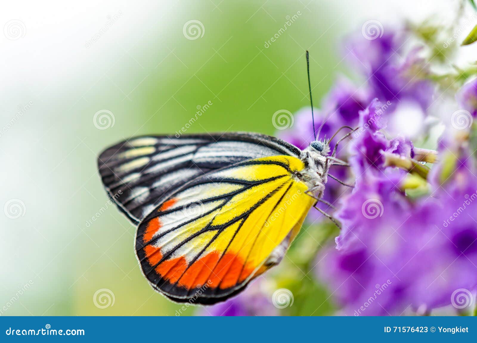 painted jezebel colorful butterfly