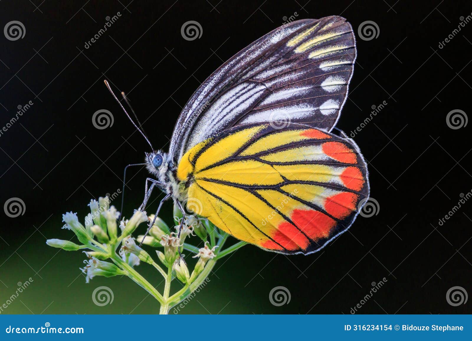 painted jezebel colorful butterfly gathering pollen