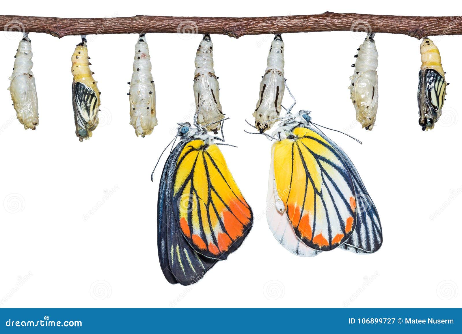 painted jezebel delias hyparete butterflies