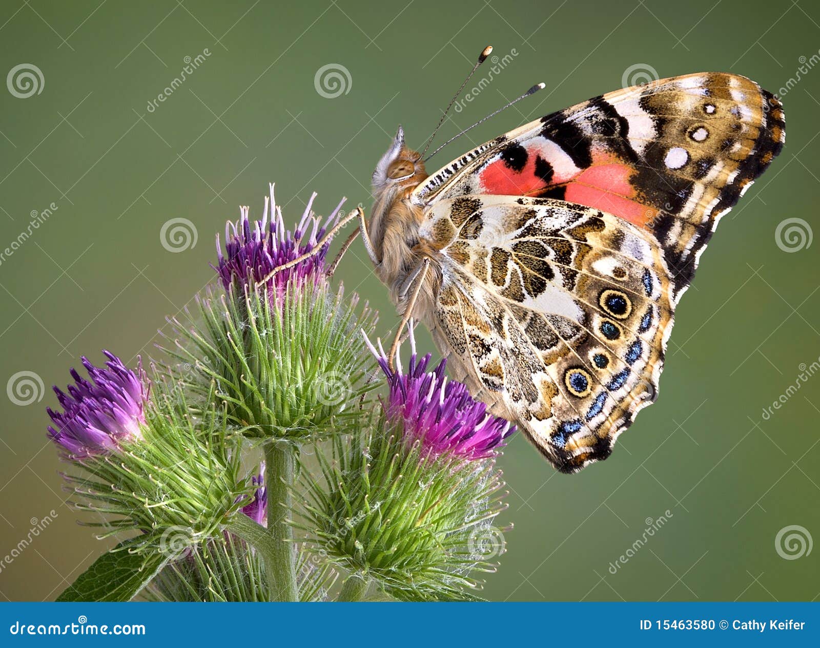 Painted Lady on Burdock stock photo. Image of lepidoptera 15463580