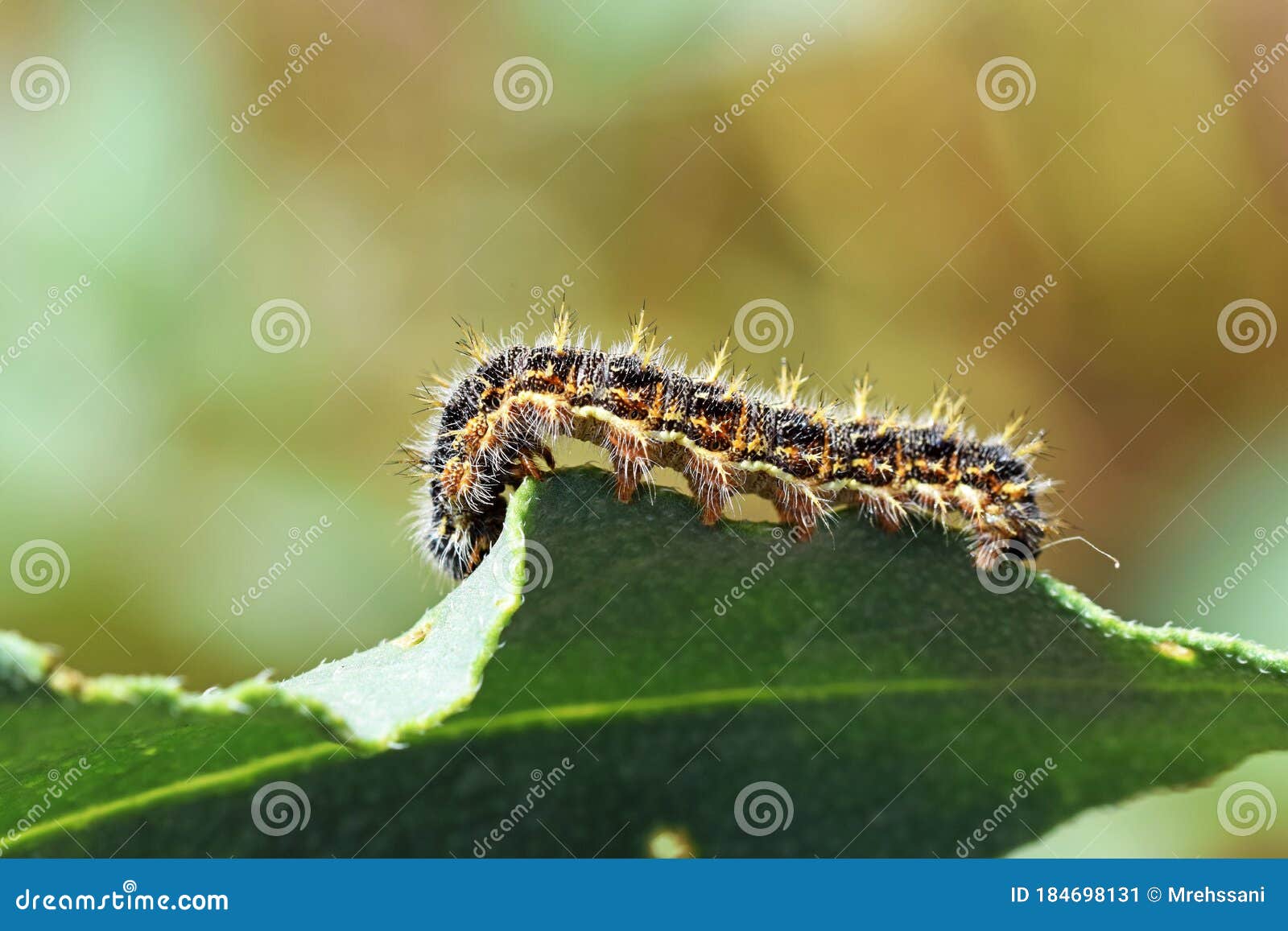 the painted lady butterfly caterpillar  , vanessa cardui larva