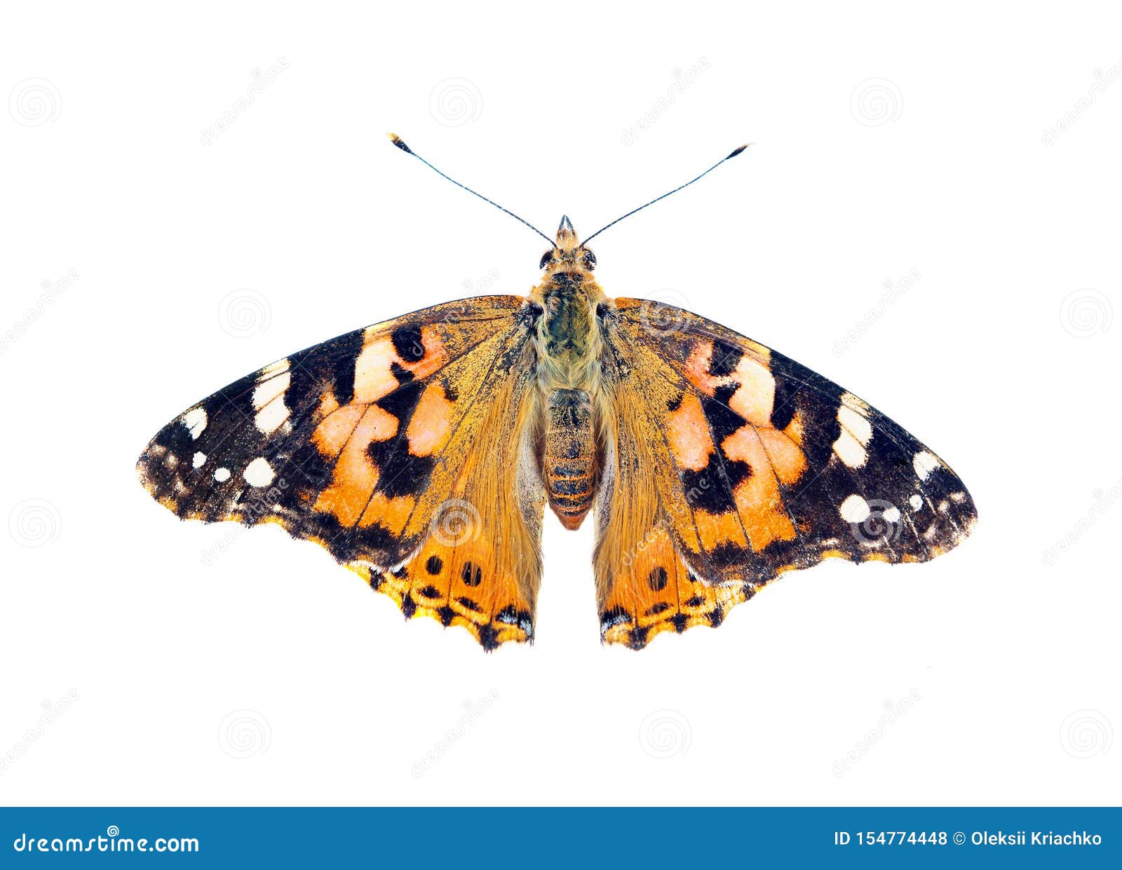 Painted Lady Butterfly Isolated Stock Photo Image of color, detail