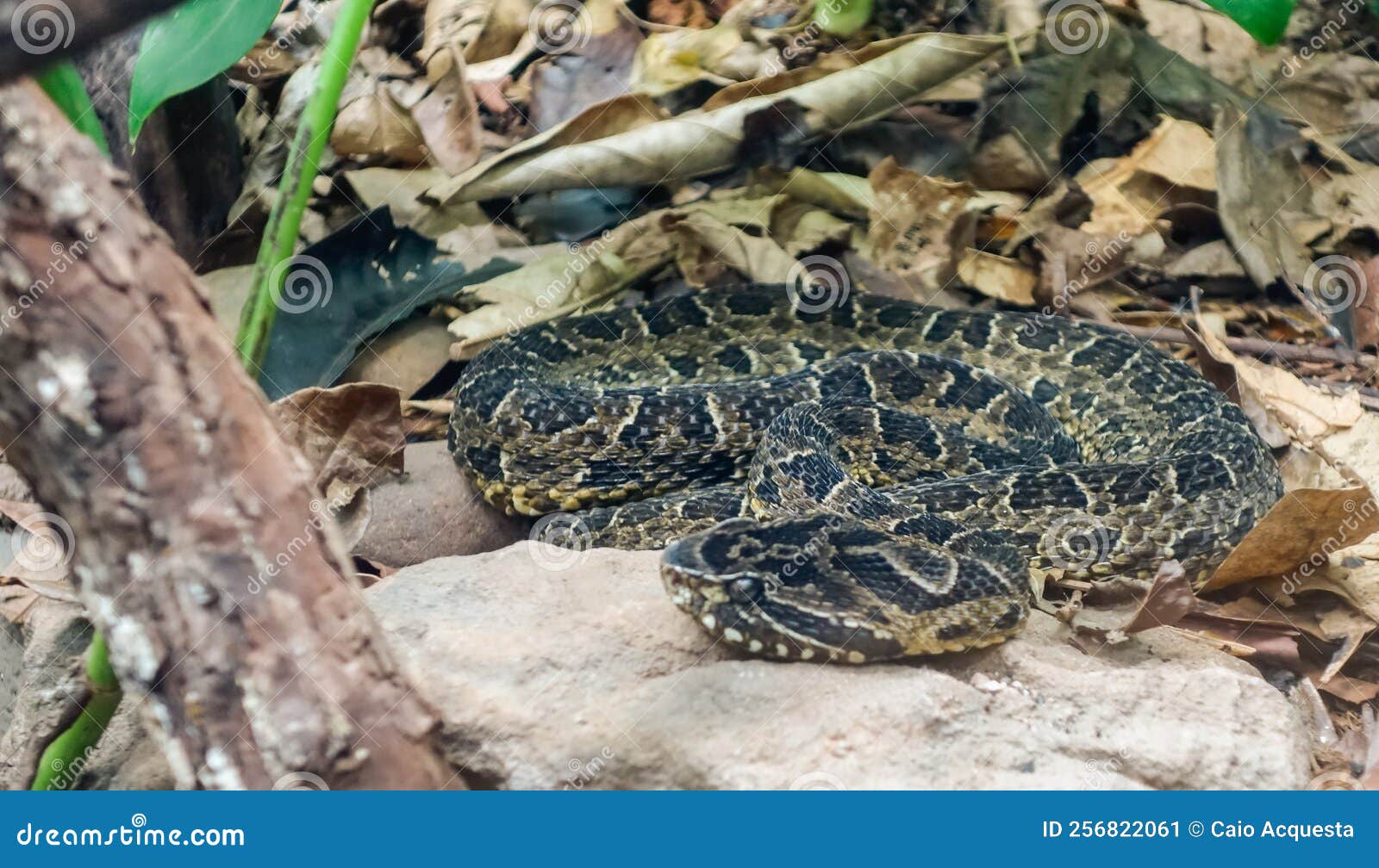 Painted Lancehead Snake, or Bothrops Diporus. Close Up View Stock Image