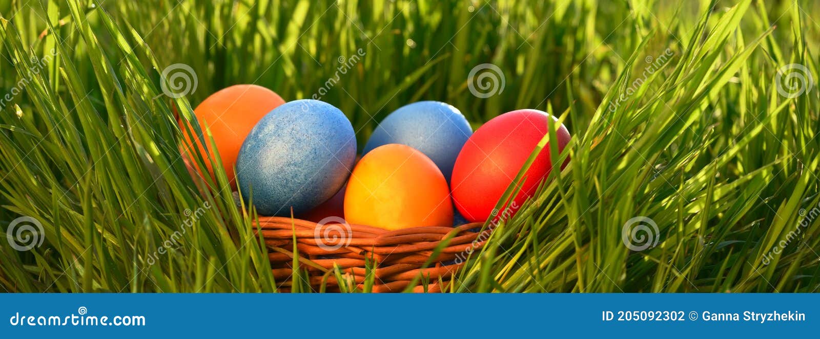 Painted Multicolored Easter Eggs in a Basket in Green Grass. Easter