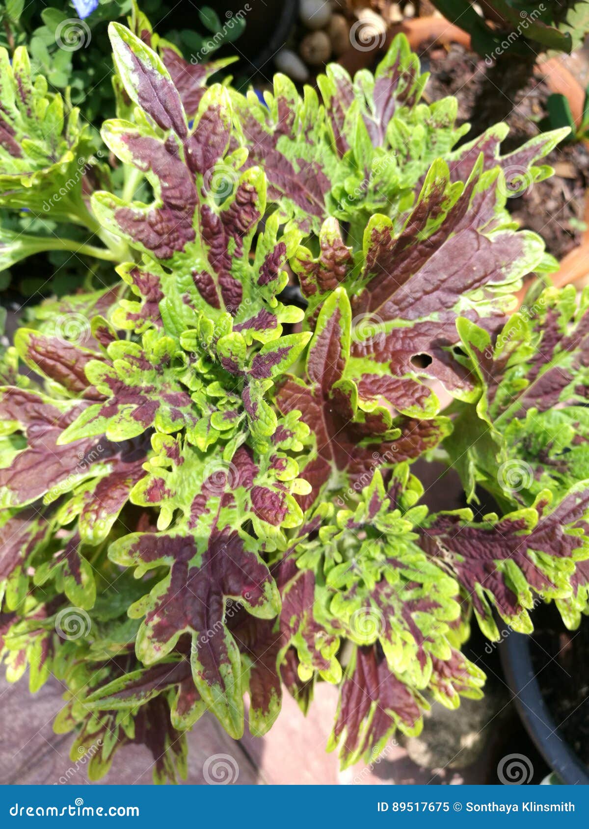 Painted nettle stock image. Image of abstract, texture 89517675