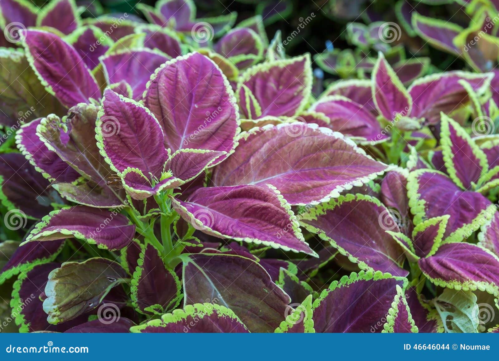 Painted nettle stock photo. Image of wallpaper, natural 46646044