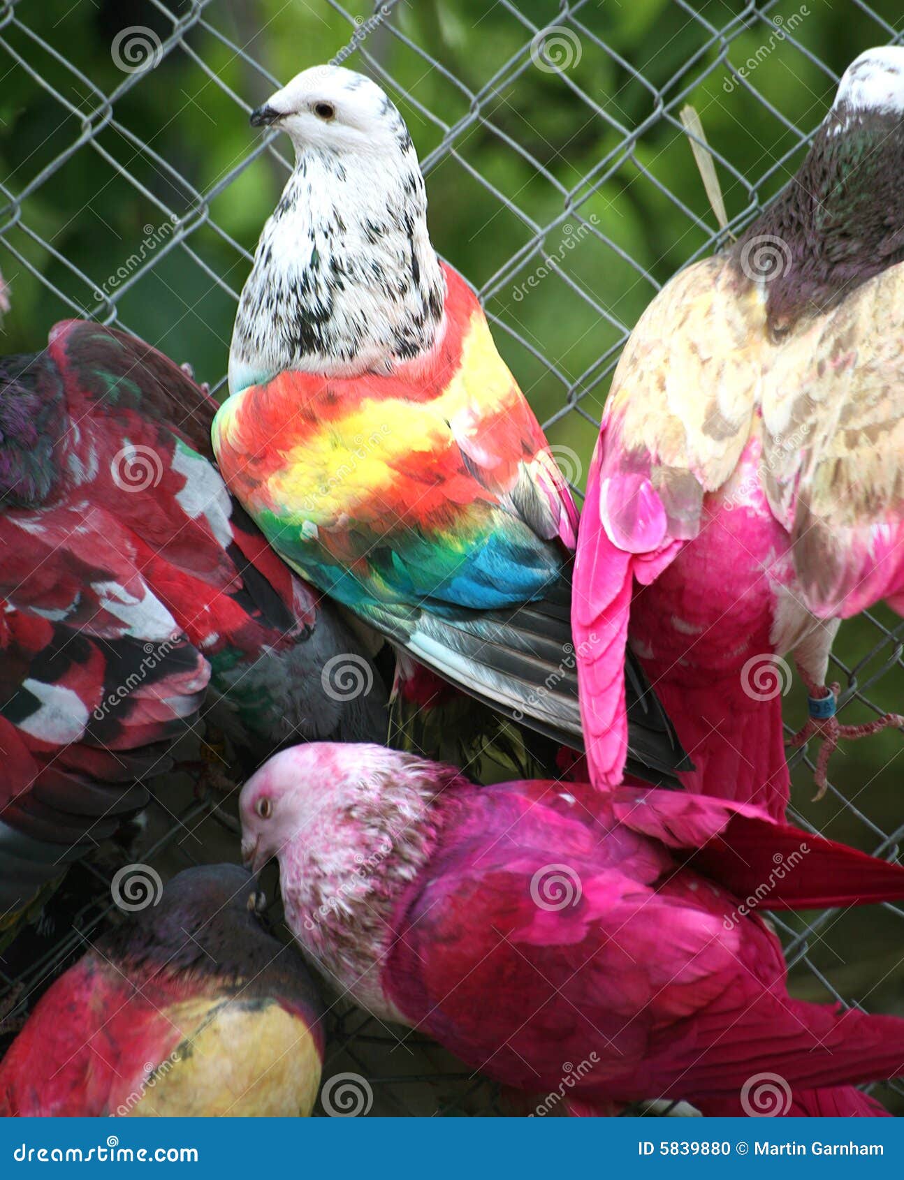 Painted racing pigeons stock photo. Image of wings, racing 5839880