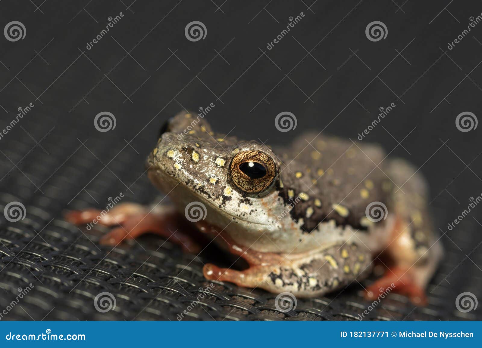 Painted Reed Frog with Red Feet Stock Image - Image of small, painted