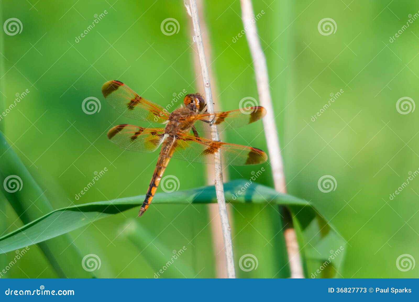 Painted Skimmer stock image. Image of wisconsin, semifasciata 36827773
