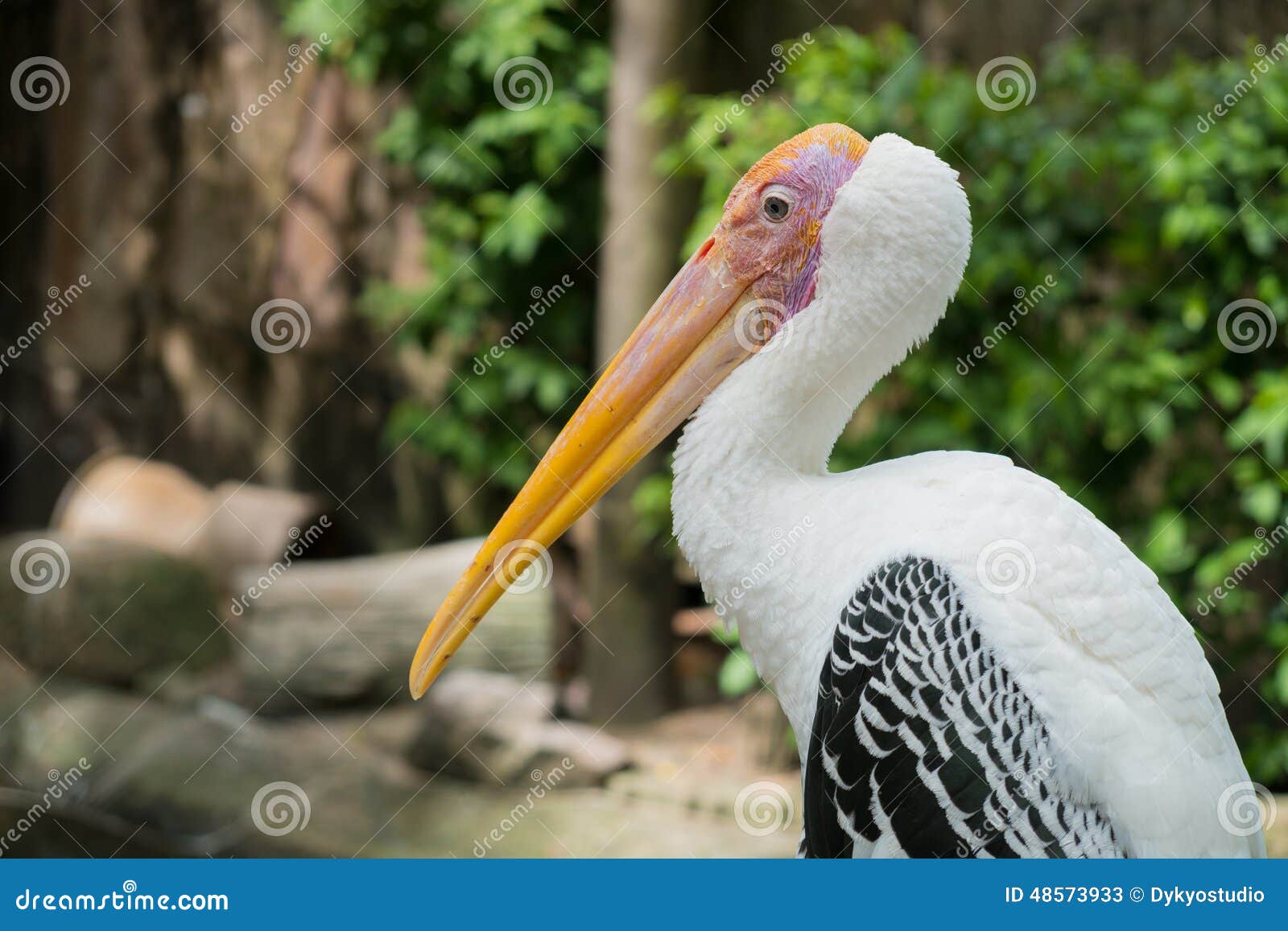 Painted Stork Bird (Mycteria leucocephala) half length