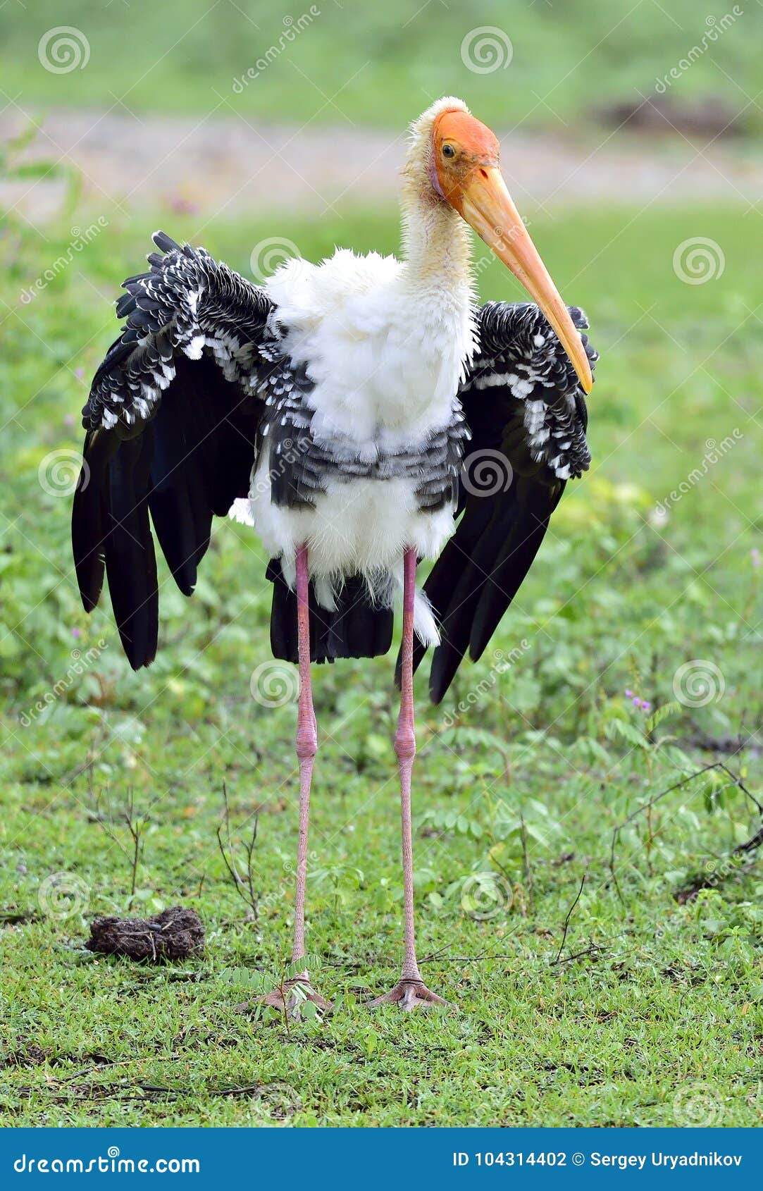 the painted stork mycteria leucocephala is a large wader in the sto