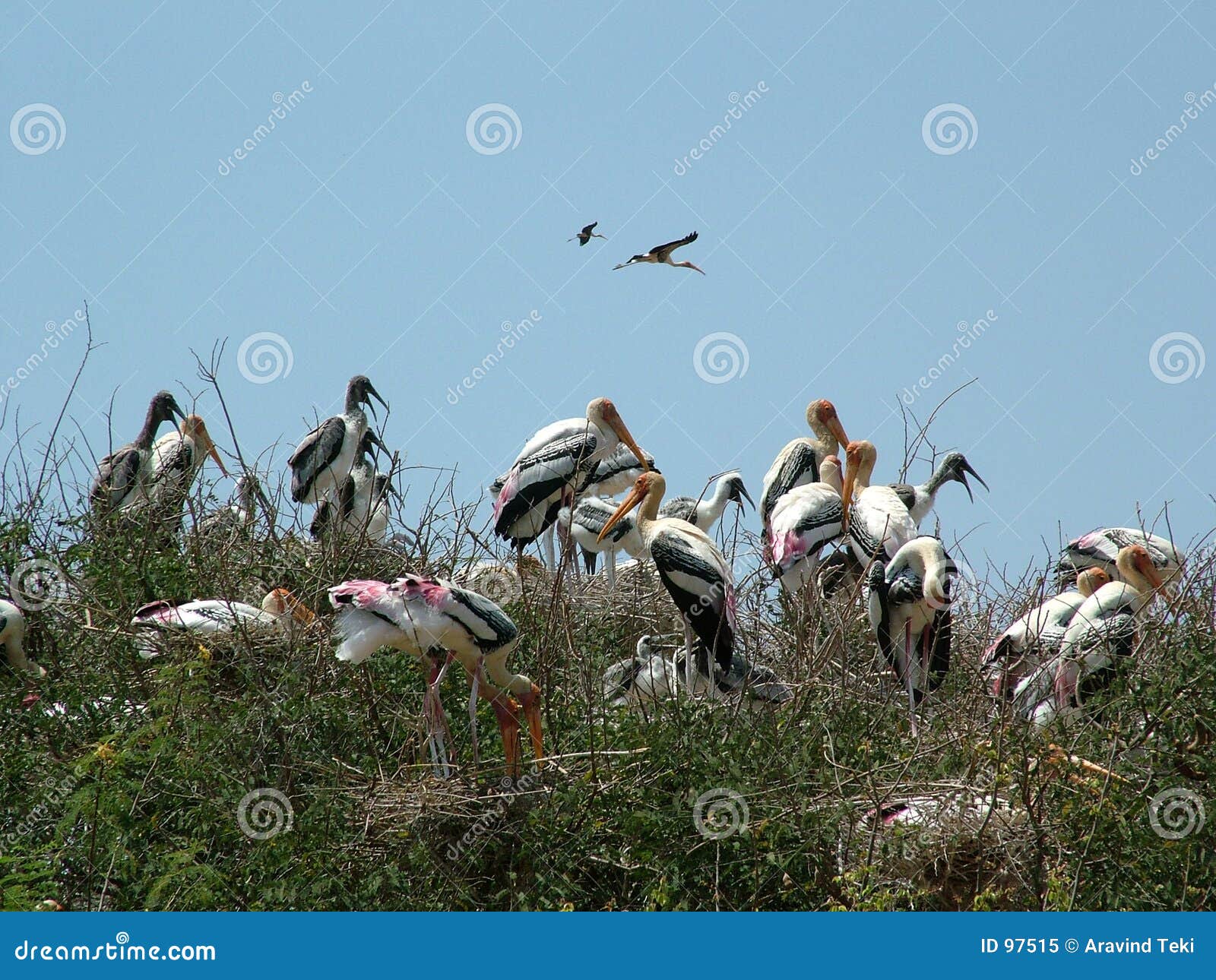 painted storks with youngonce