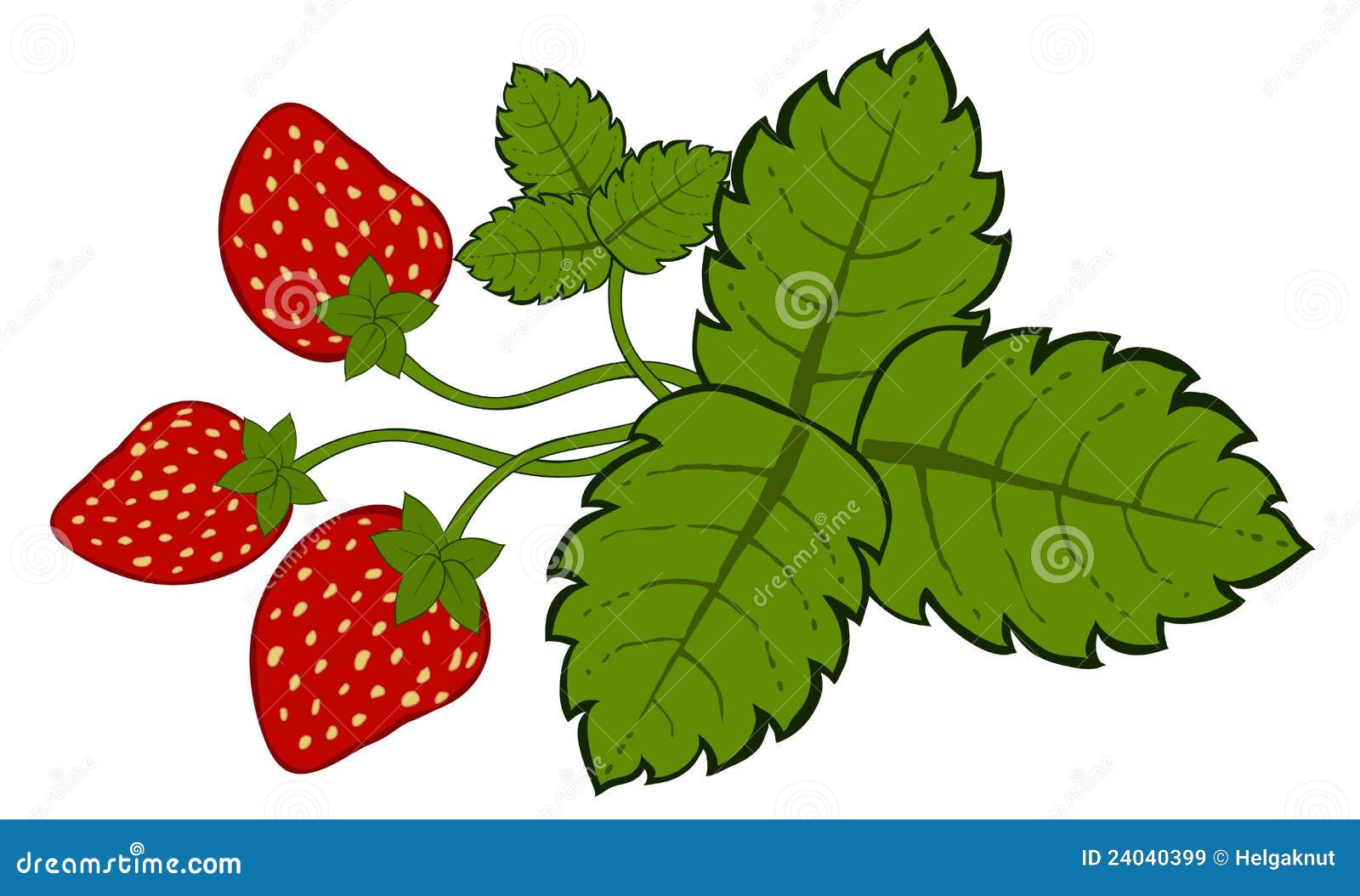 Painted Strawberries with Leaves Vector Stock Vector Illustration of