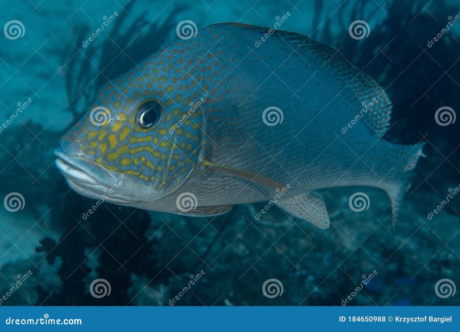 silver sweetlips, diagramma pictum in a tropical coral reef