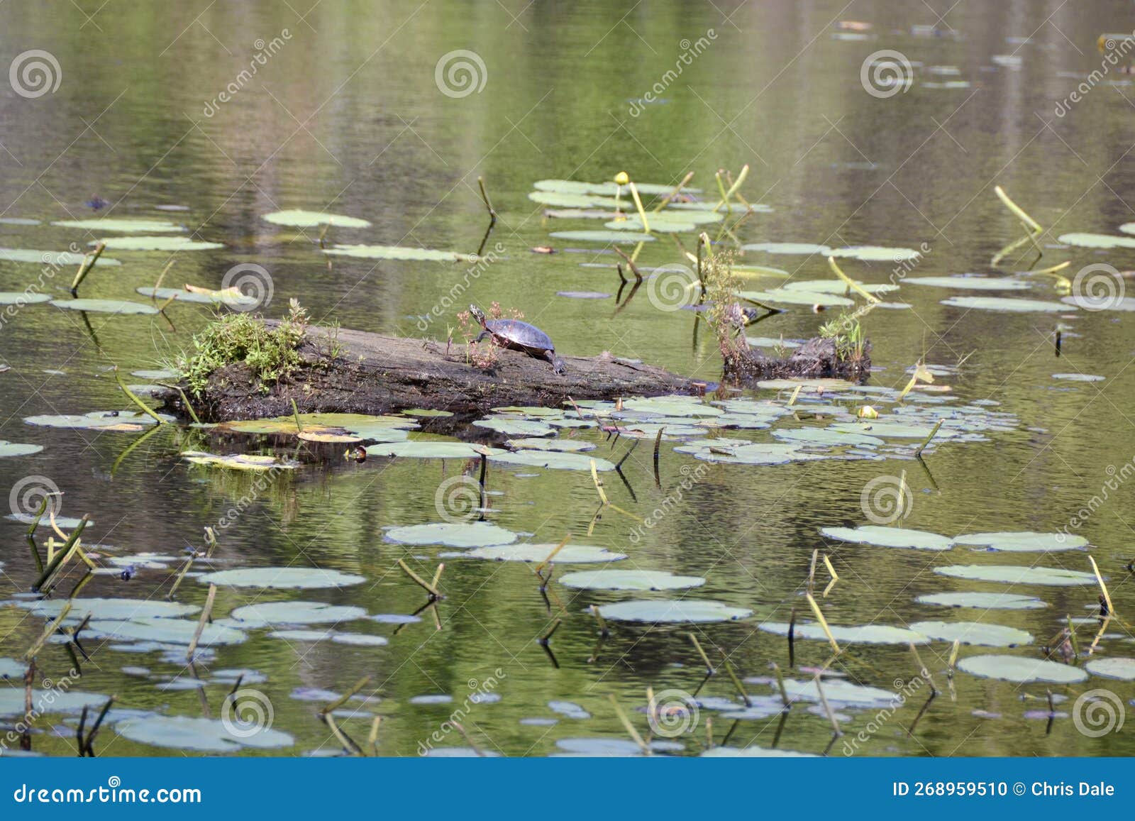 painted turtle (chrysemys picta) resting on log along hiking trail at mccrae lake
