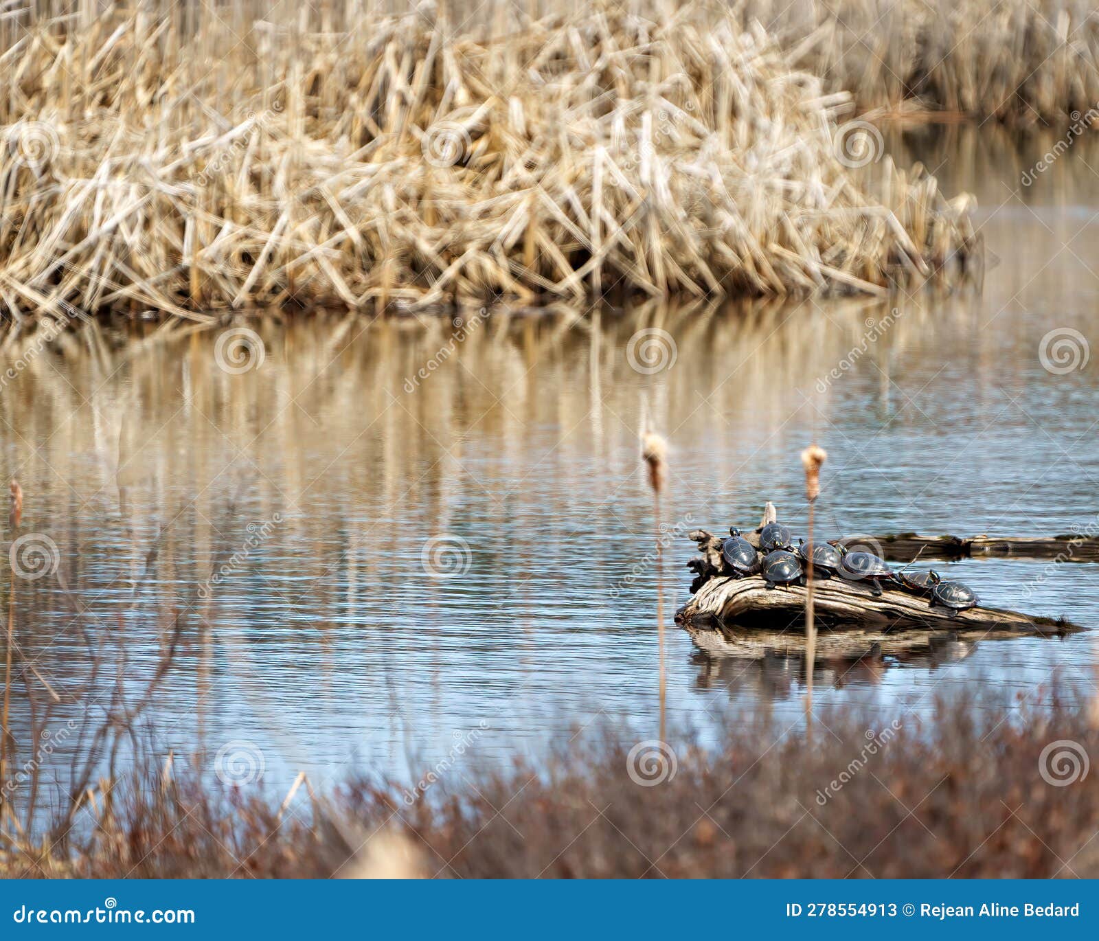 painted turtle photo and image. turtle groups resting in the pond displaying their turtle shell, in their environment and