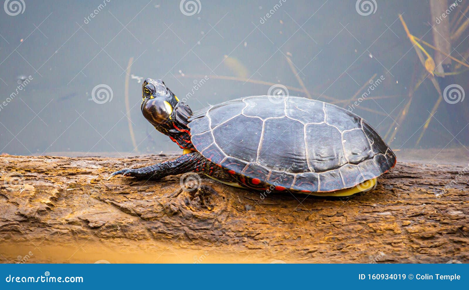 painted turtle on a log