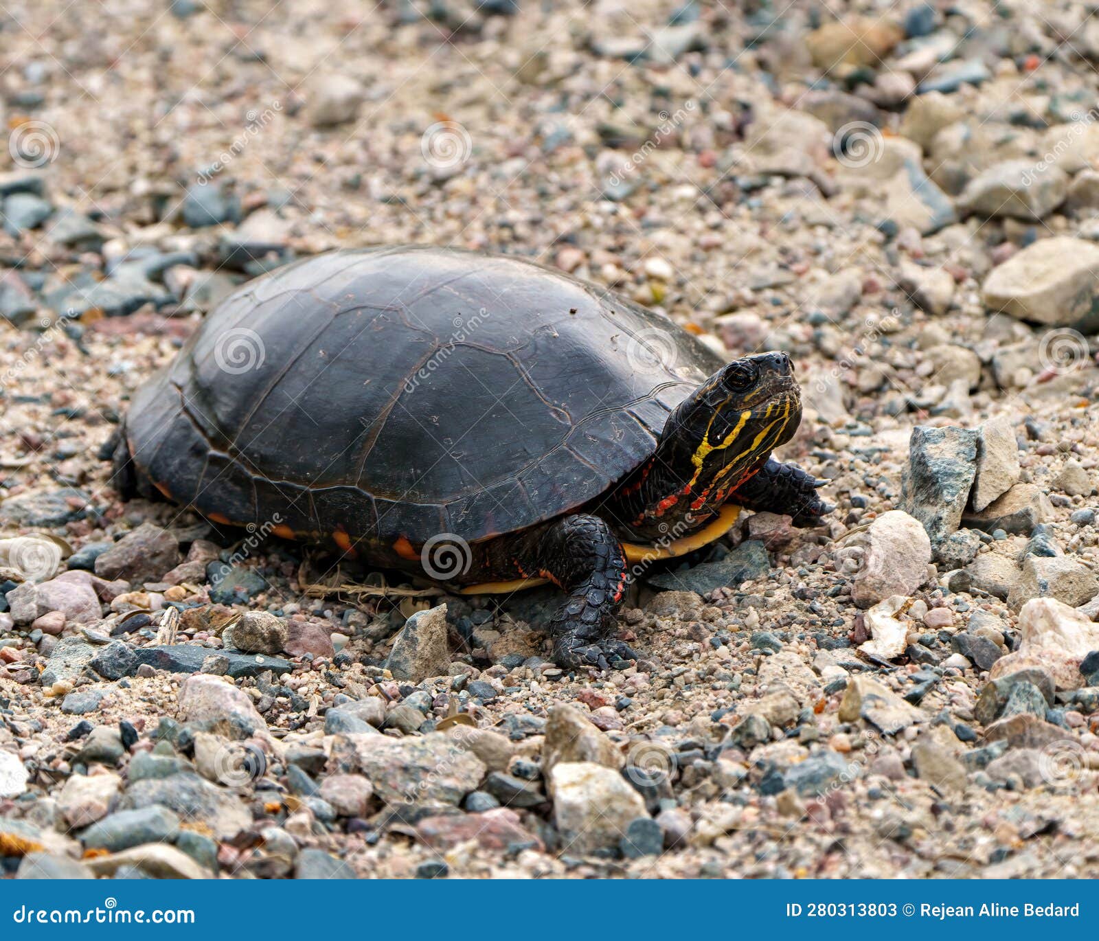 painted turtle photo and image. close-up side view walking on gravel and displaying its turtle shell, head, paws in its
