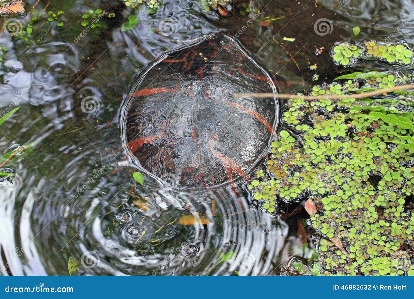 A Painted Turtle in the Water Stock Photo Image of shell, showing