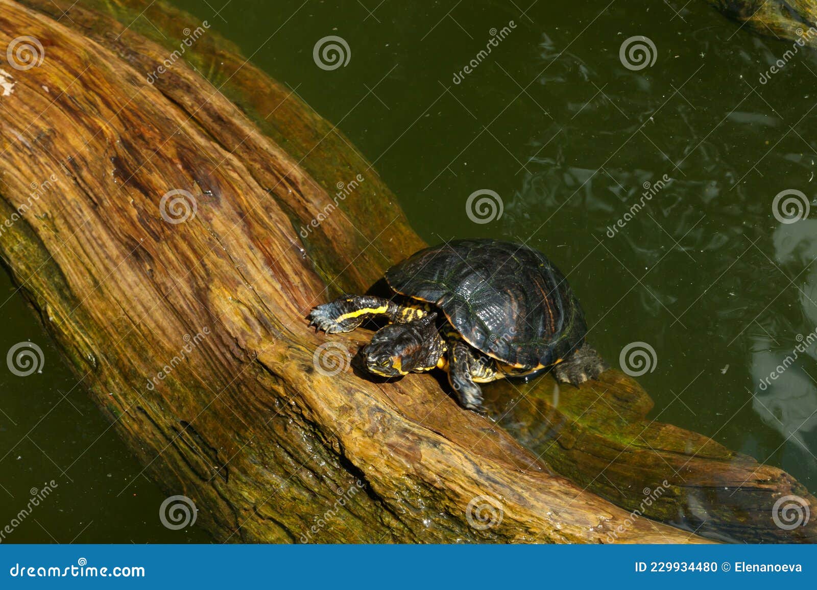 Painted Turtles Floating on a Log in the Pond Stock Photo Image of