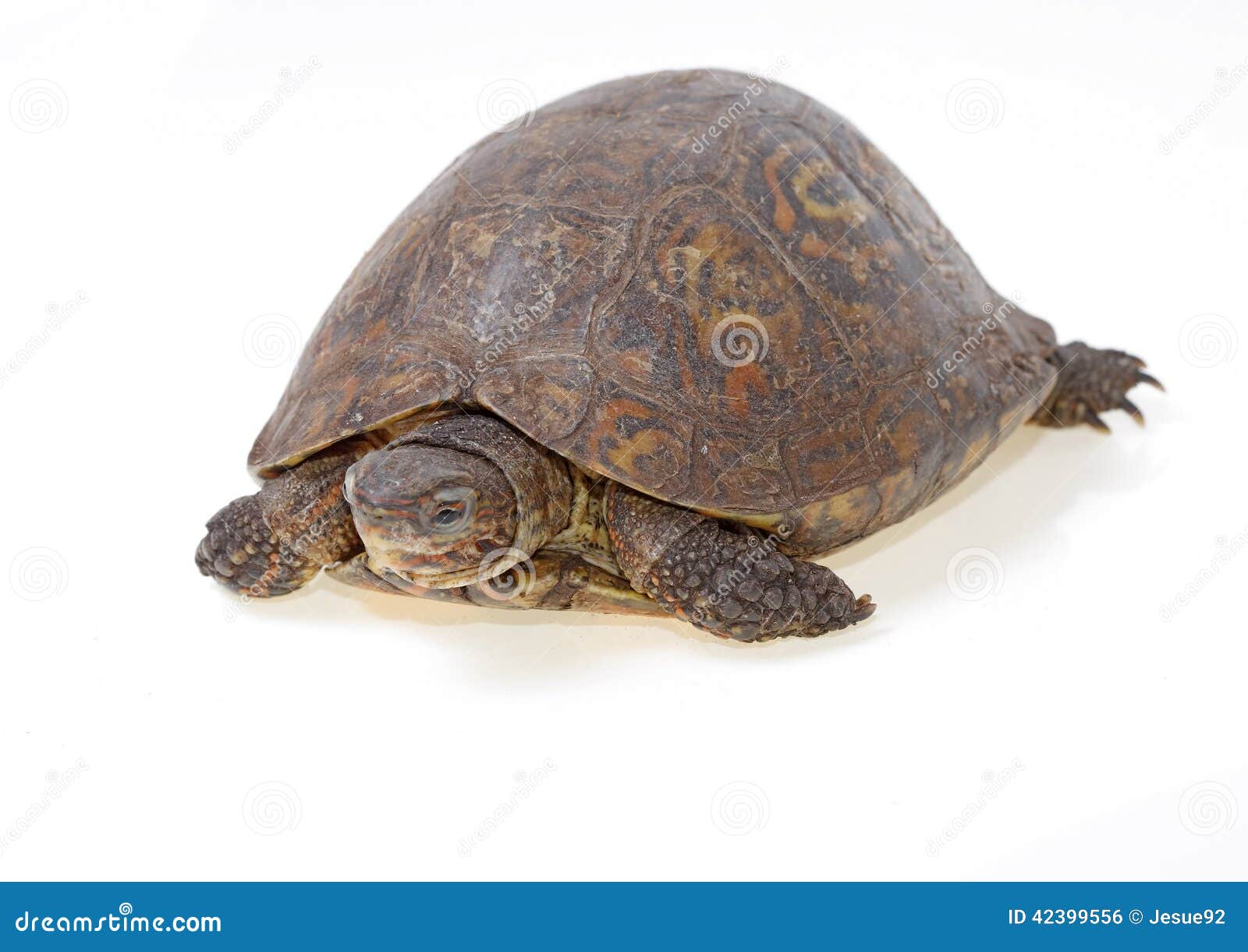 Painted wood turtle stock photo. Image of white, macro 42399556
