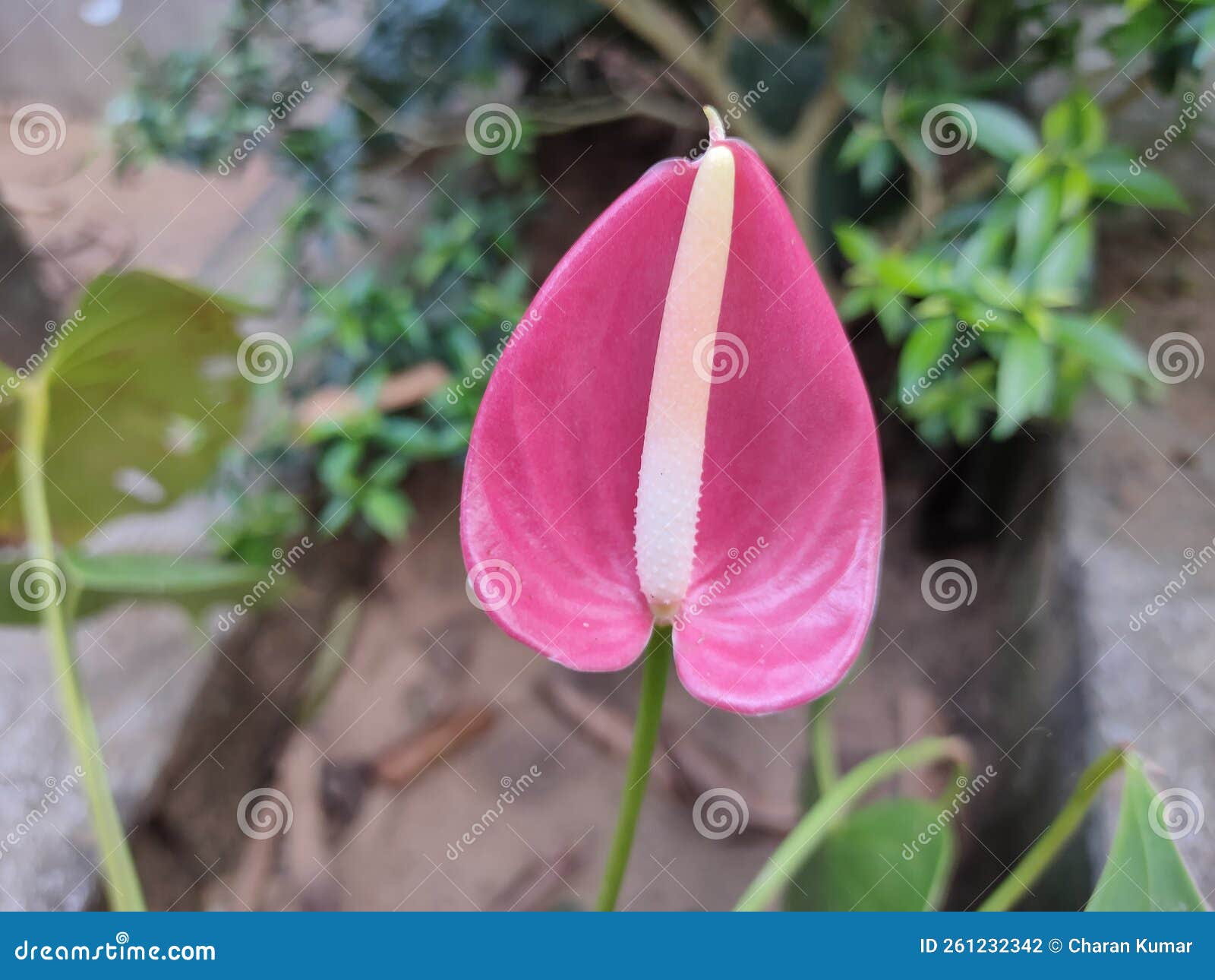 Painter spalette flower stock photo. Image of elegance 261232342