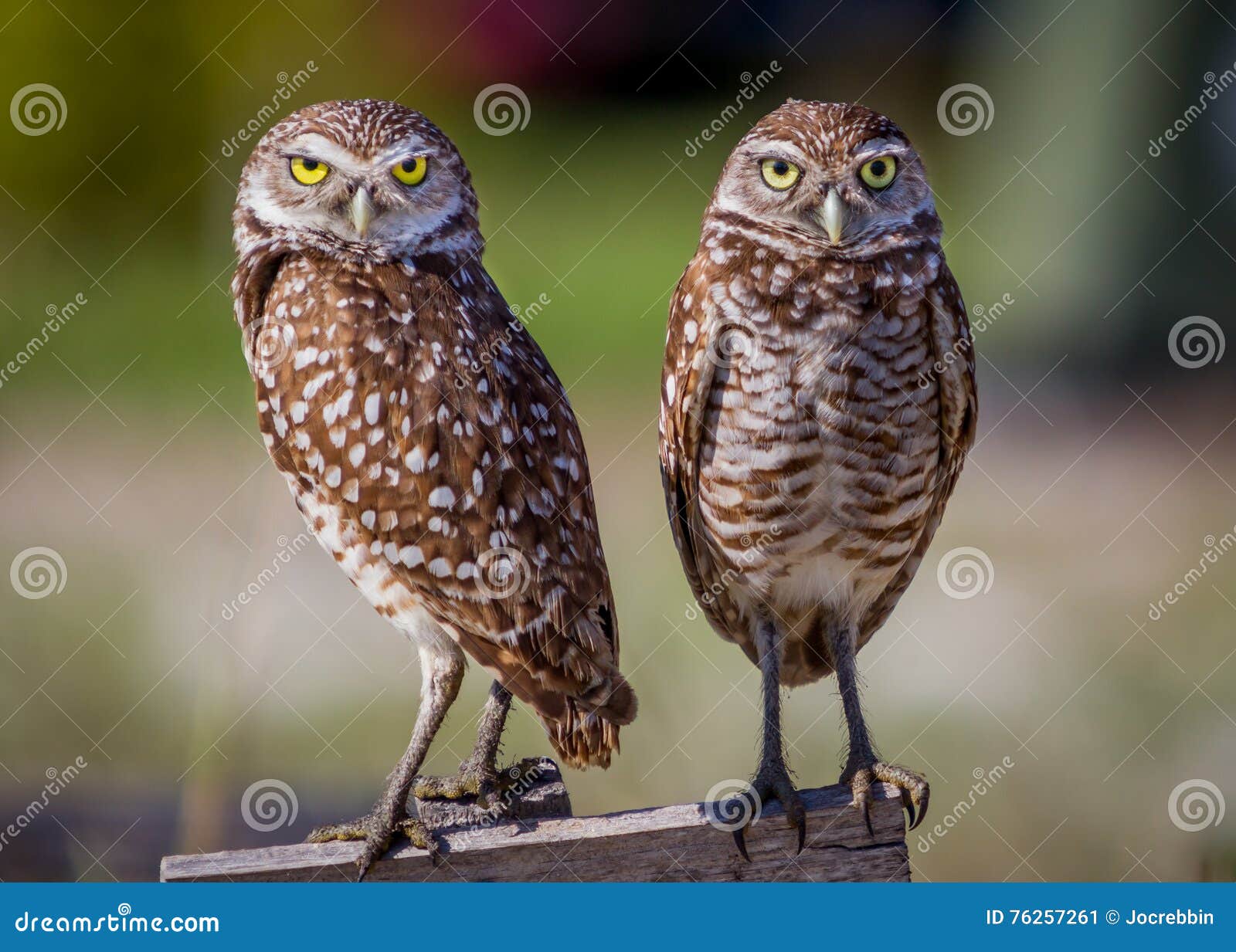 pair of adorable borrowing owls