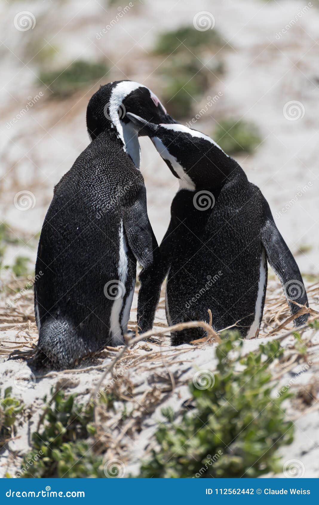 A Pair of African Penguins in Love Caring for Each Other on Beach I Stock  Photo - Image of cold, african: 112562442