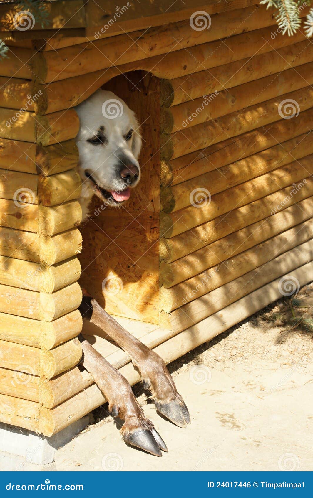 Pair of animals in kennel stock photo. Image of doghouse 24017446