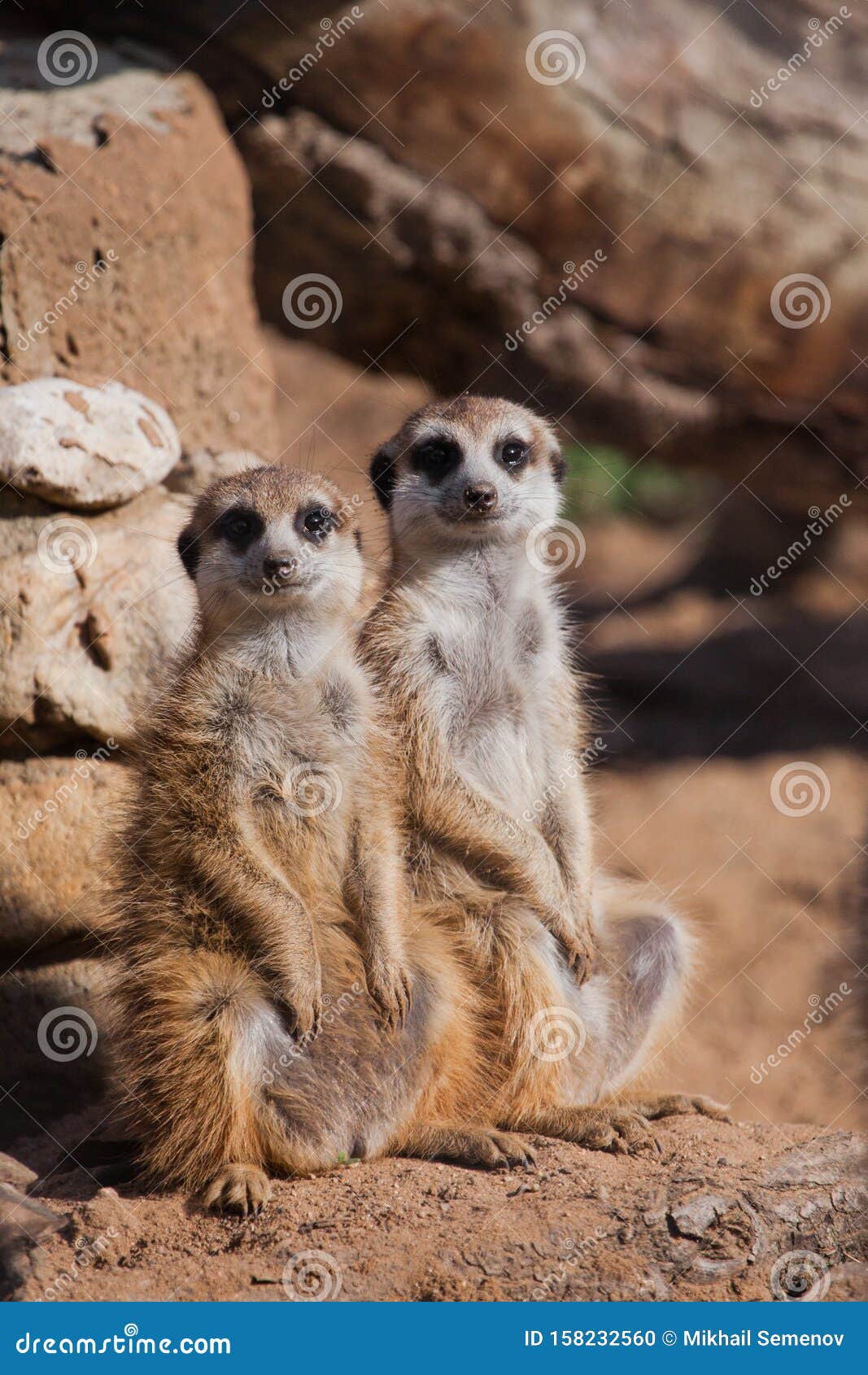 A Pair of Animals .. a Watchful Peppy Meerkat Timon on a Sandy Desert Background is Watching Closely Stock Photo - Image of cute, wild: 158232560 A Pair of Animals .. a Watchful Peppy Meerkat Timon on a Sandy Desert Background is Watching Closely Stock Photo - Image of cute, wild: 158232560