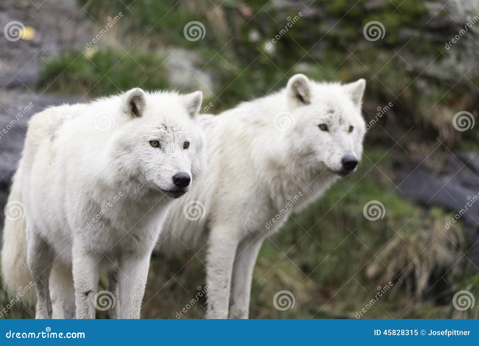 Pair of Arctic Wolves in a Fall, Forest Environment Stock Image - Image ...