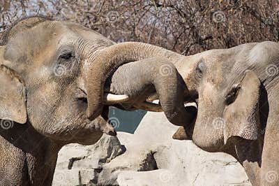 Two Elephants with Their Trunks Intertwined Together Stock Photo