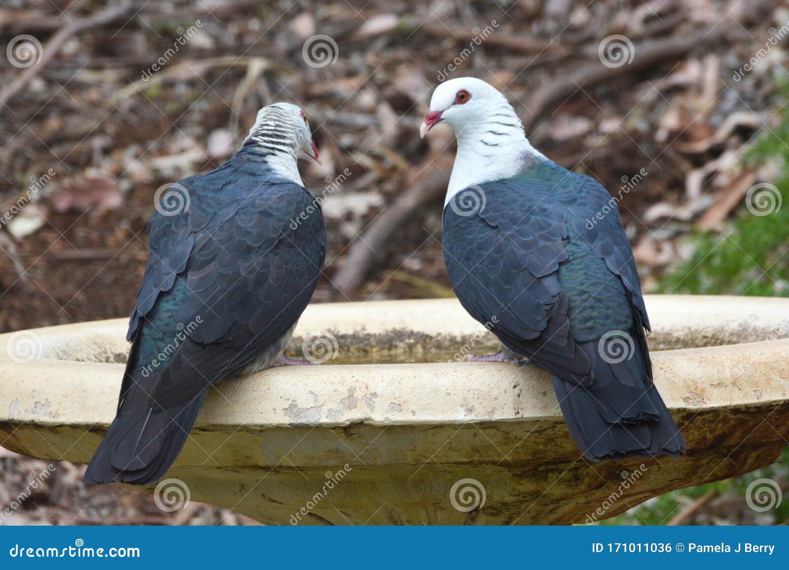 A Pair Of Australian White Headed Pigeon Birds Stock Photo Image Of
