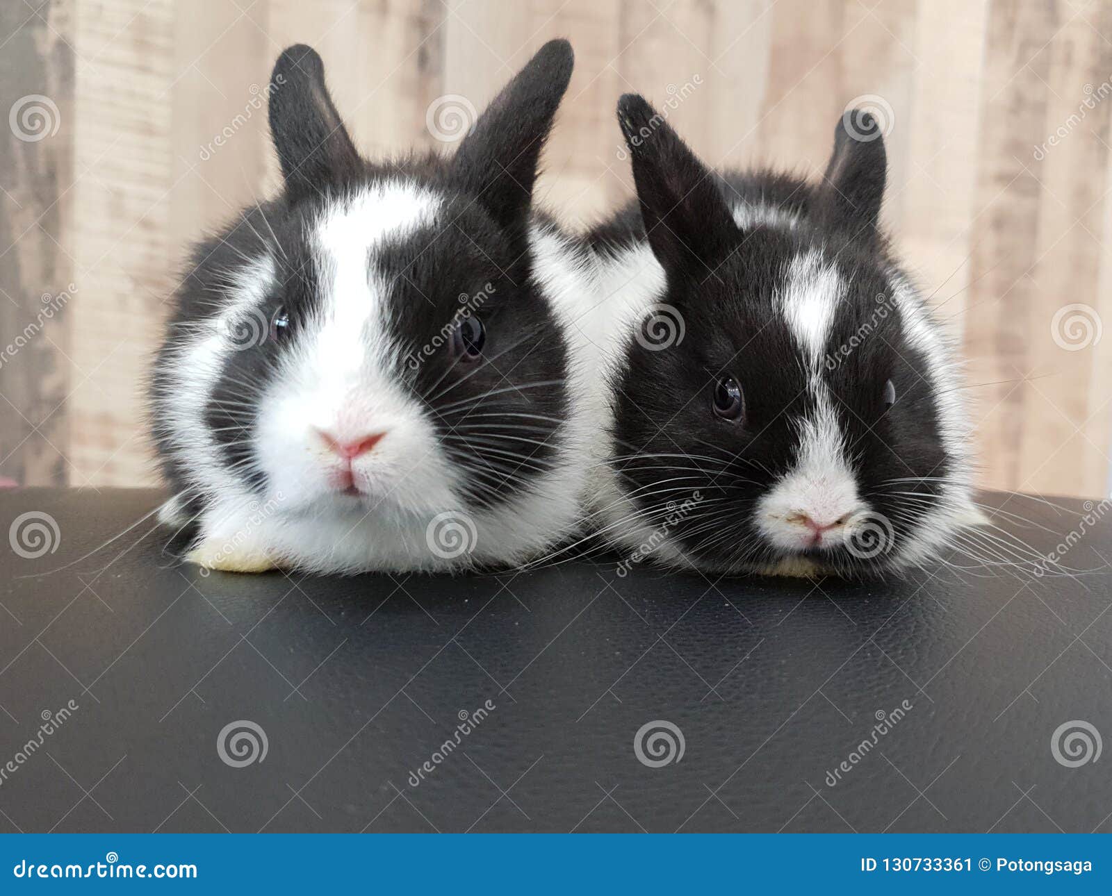 black and white dwarf bunny
