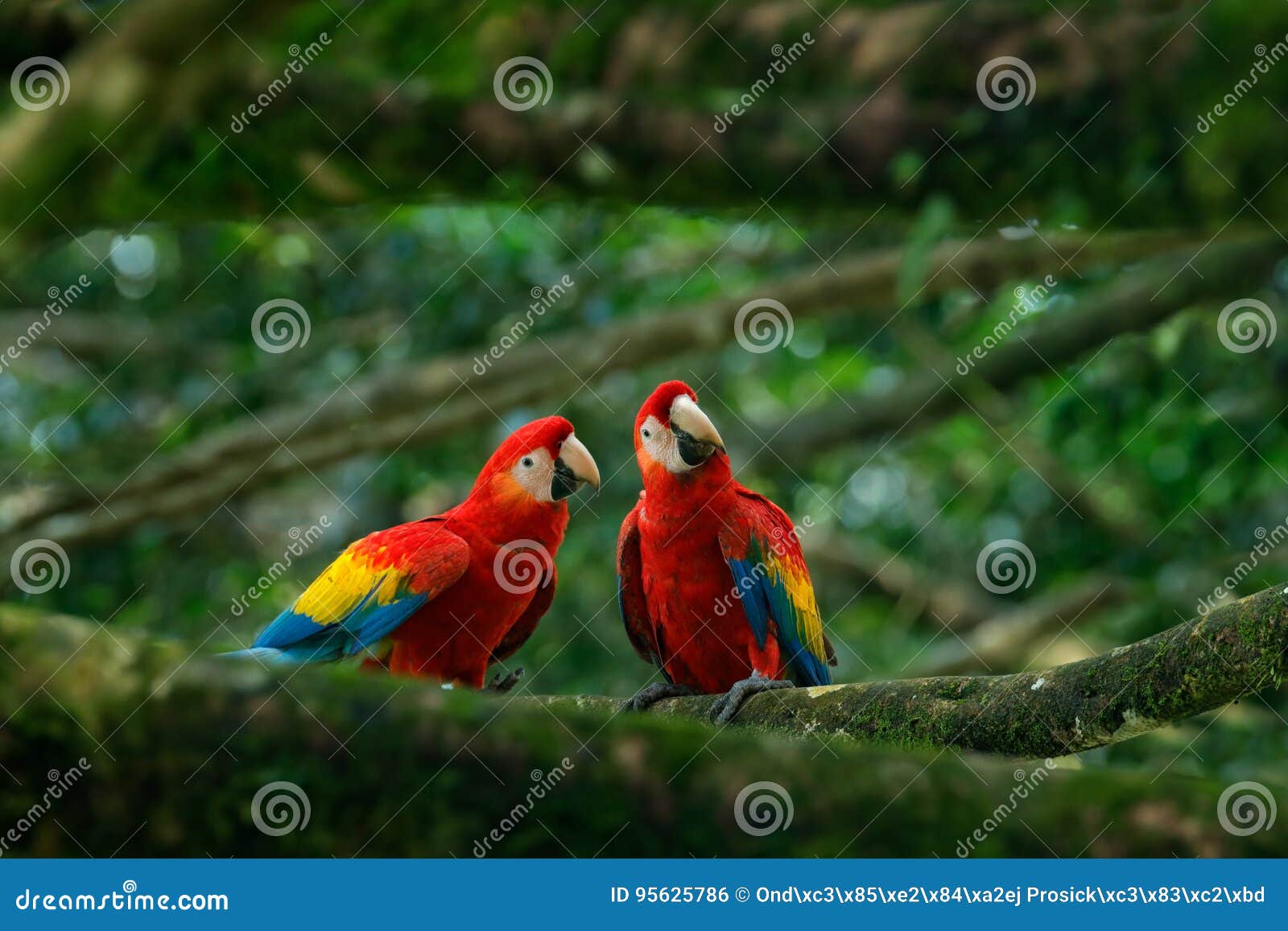 pair of big parrot scarlet macaw, ara macao, two birds sitting on branch, brazil. wildlife love scene from tropic forest nature. t