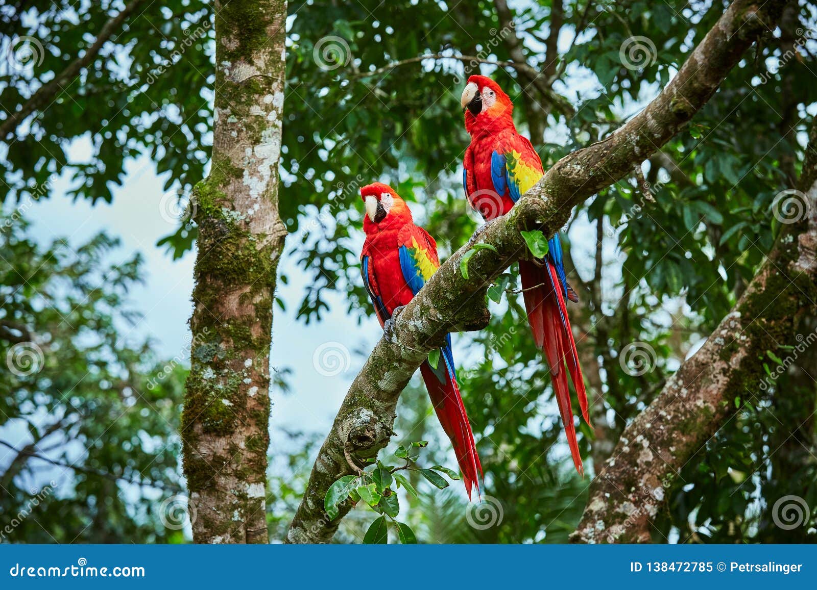 pair of big scarlet macaws, ara macao, two birds sitting on the branch. pair of macaw parrots in costa rica.