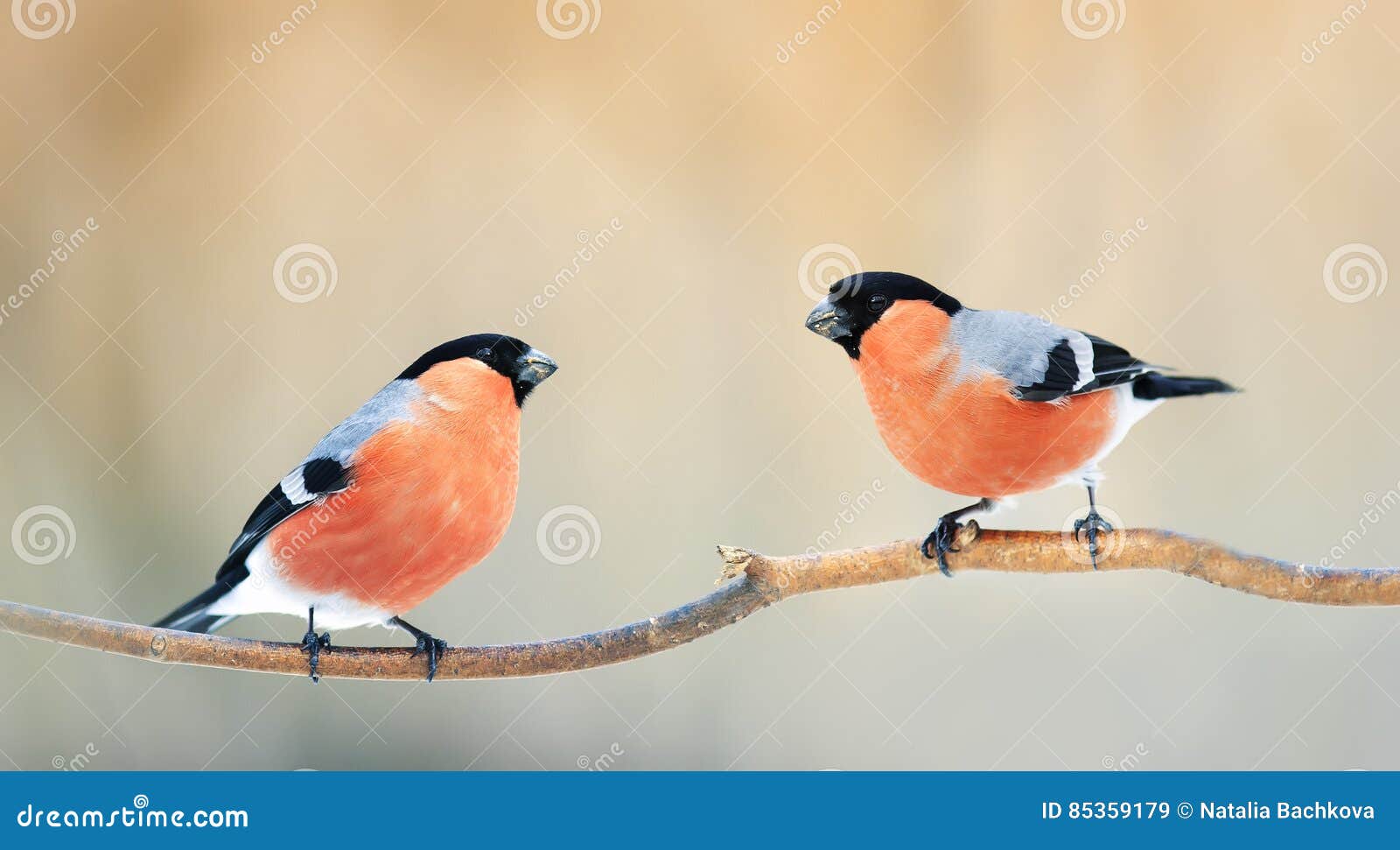 Natural Winter Background with Beautiful Birds Tits Hang on a Sh